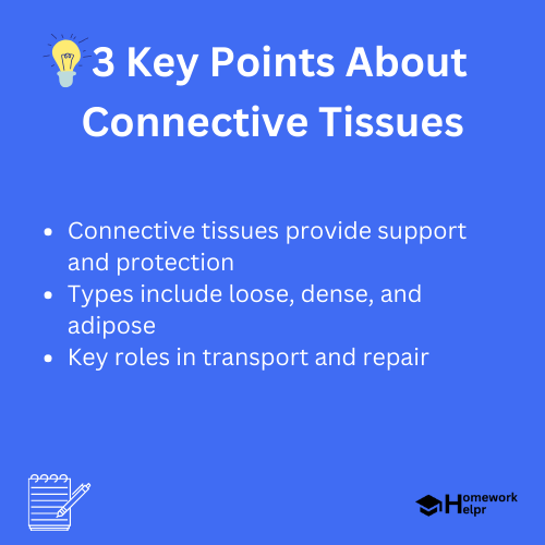 Connective Tissues