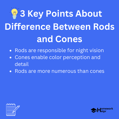 Difference Between Rods and Cones