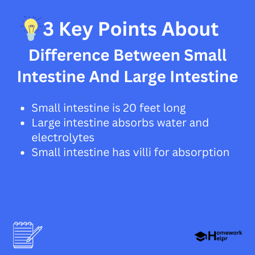 Difference Between Small Intestine And Large Intestine