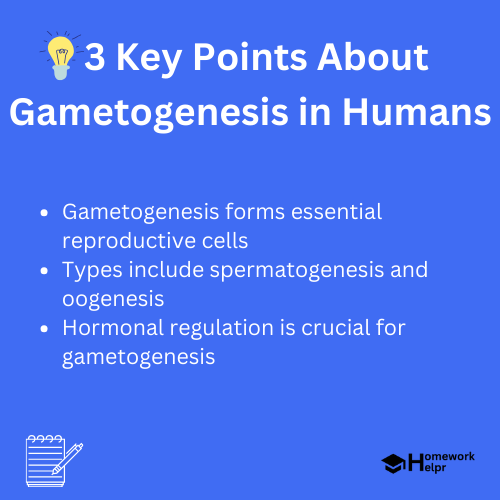 Gametogenesis in Humans