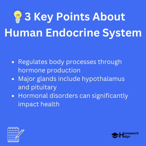 Human Endocrine System