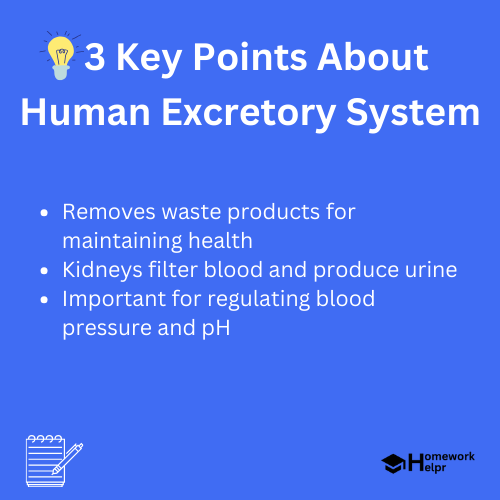 Human Excretory System