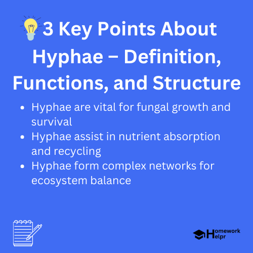 Hyphae – Definition, Functions, and Structure