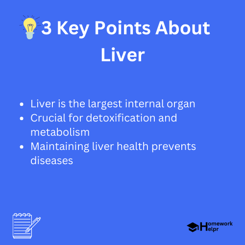 Liver