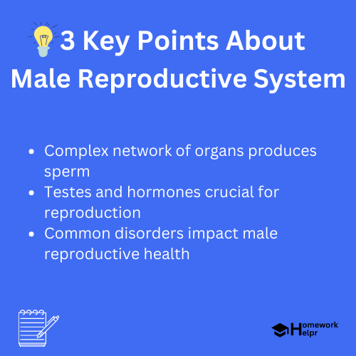 Male Reproductive System