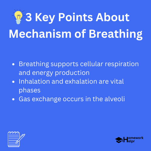 Mechanism of Breathing