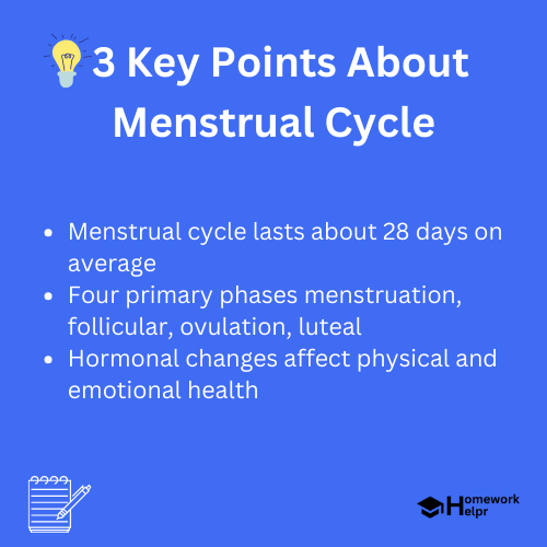 Menstrual Cycle