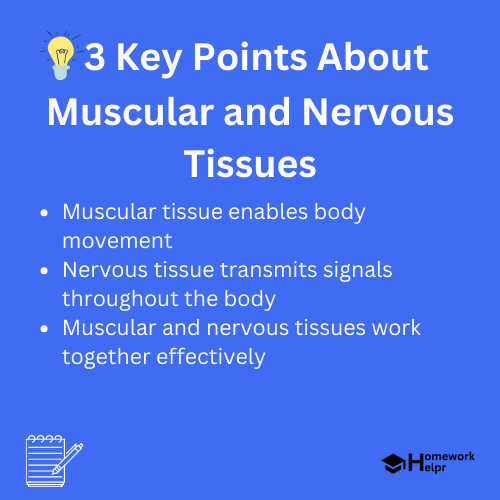 Muscular and Nervous Tissues