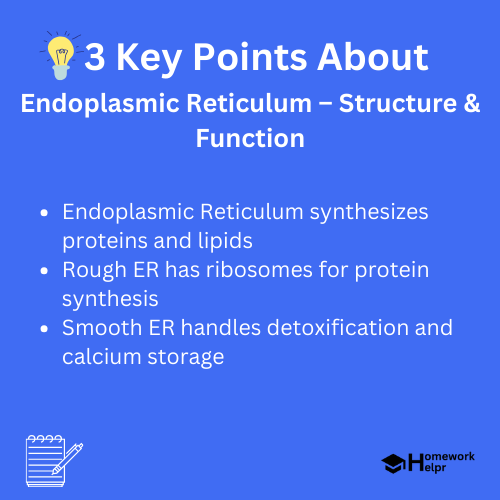 Endoplasmic Reticulum – Structure & Function (With Diagram)