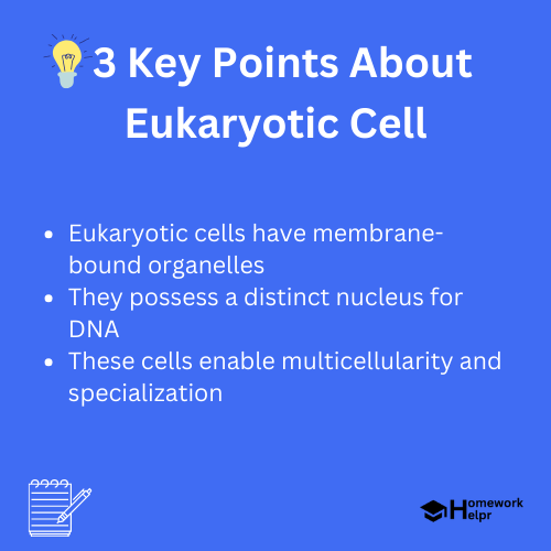 Eukaryotic Cell