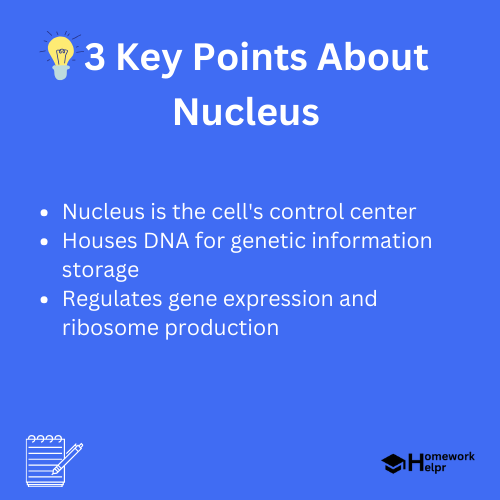 Nucleus – Definition, Structure & Function (with Diagram)