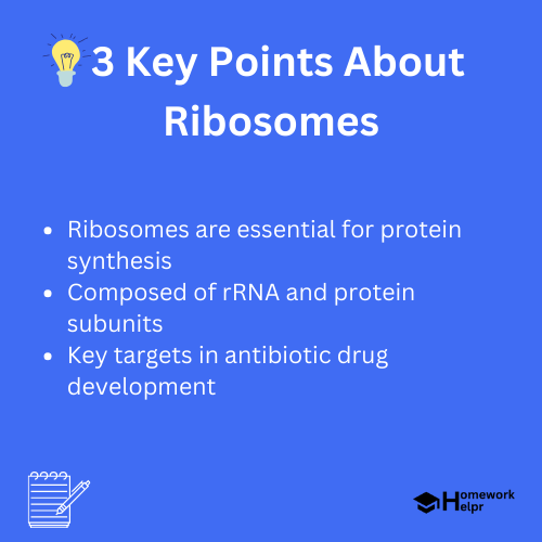 Ribosomes – Functions, Definition, and Structure