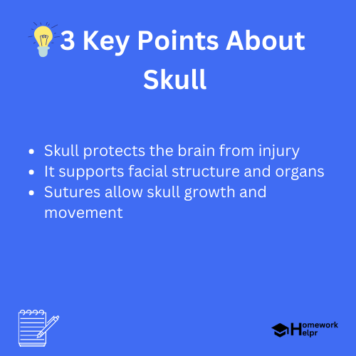 Skull – Definition, Functions, and Sutures of Skull