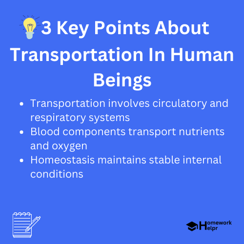 Transportation In Human Beings