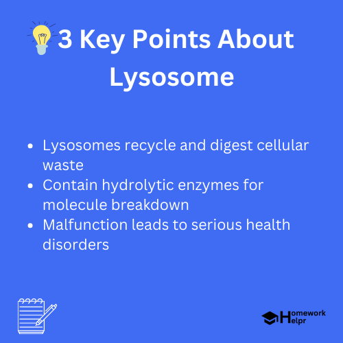 What is Lysosome – Definition, Functions, Structure