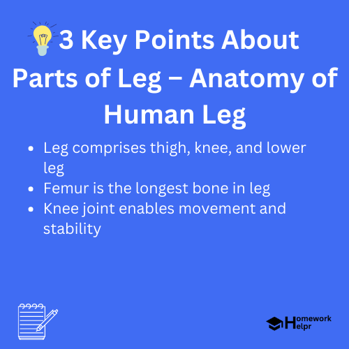 Parts of Leg – Anatomy of Human Leg