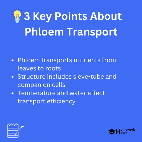 Phloem Transport