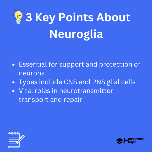 Neuroglia – Definition, Functions, Types