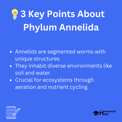 Phylum Annelida