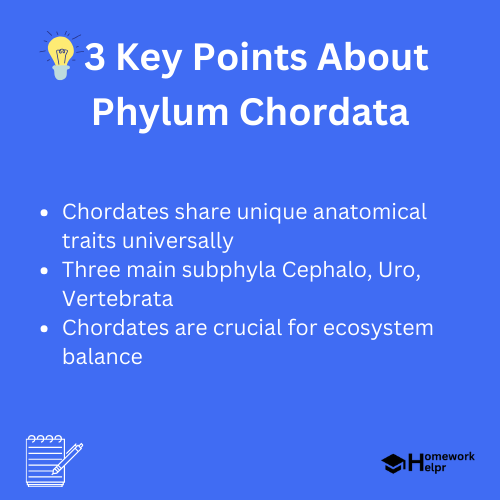 Phylum Chordata