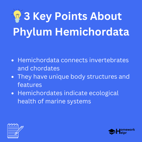 Phylum Hemichordata