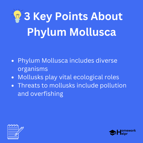 Phylum Mollusca