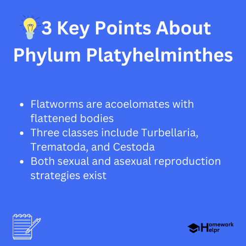 Phylum Platyhelminthes