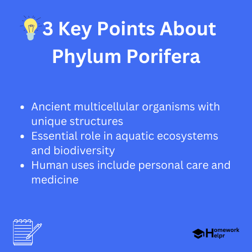 Phylum Porifera