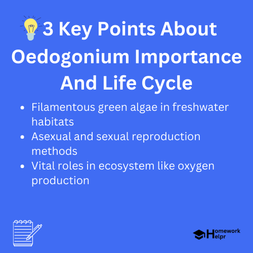 Oedogonium Importance And Life Cycle