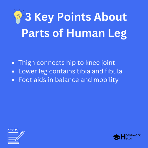 Parts of Human Leg