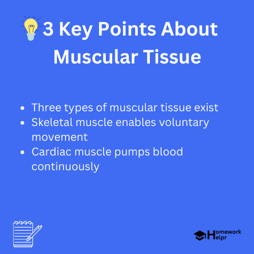 Muscular Tissue