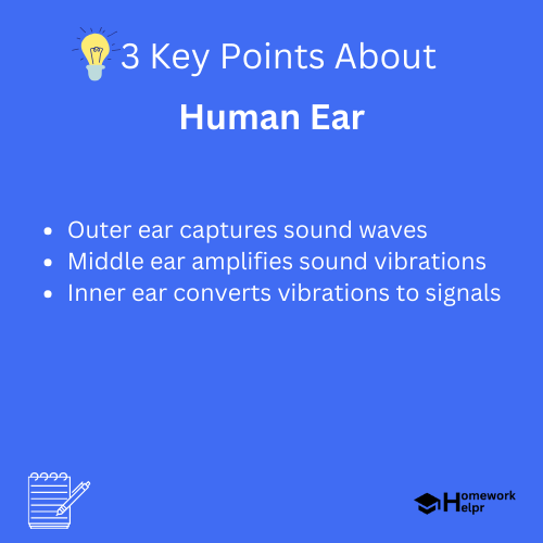 Human Ear