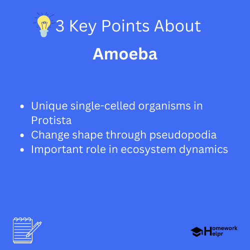 Amoeba